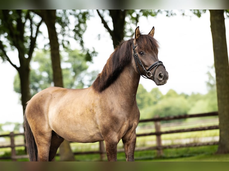Dülmen Pony Castrone 6 Anni 140 cm Falbo in Münster