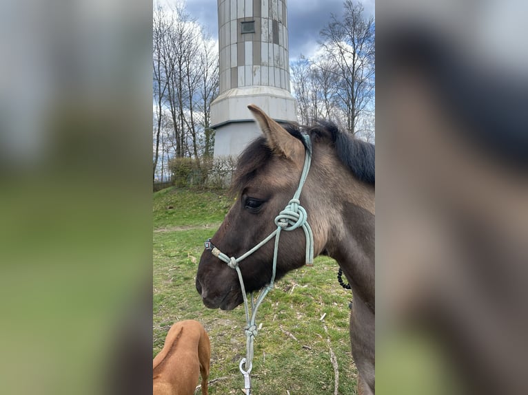 Dülmen Pony Castrone 7 Anni 135 cm in Lüdenscheid