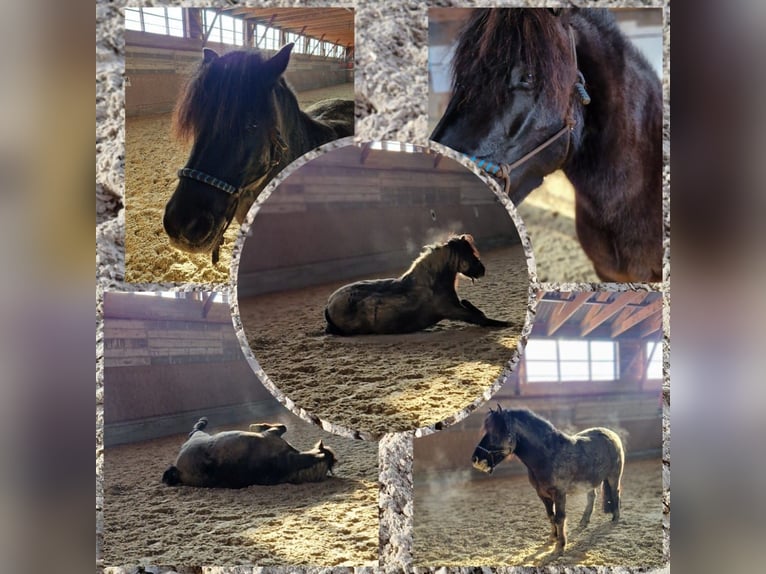 Dülmen Pony Mix Castrone 7 Anni Morello in Bromskirchen