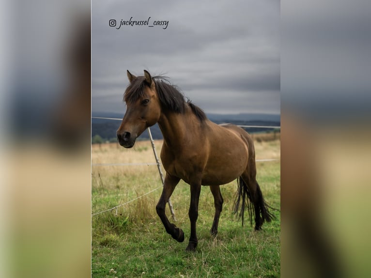 Dülmen Pony Giumenta 17 Anni 120 cm Baio in KasseL