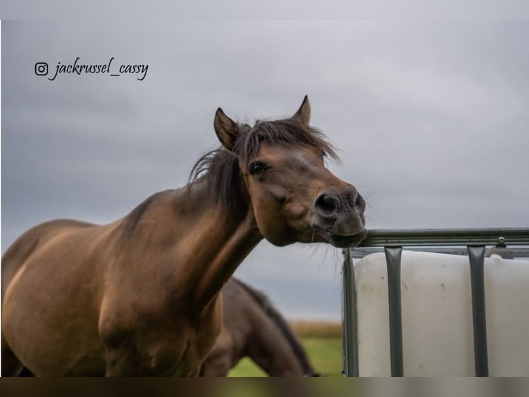 Dülmen Pony Giumenta 17 Anni 120 cm Baio in KasseL