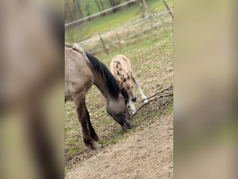 Dülmen Pony Giumenta 4 Anni 148 cm  in Grafling