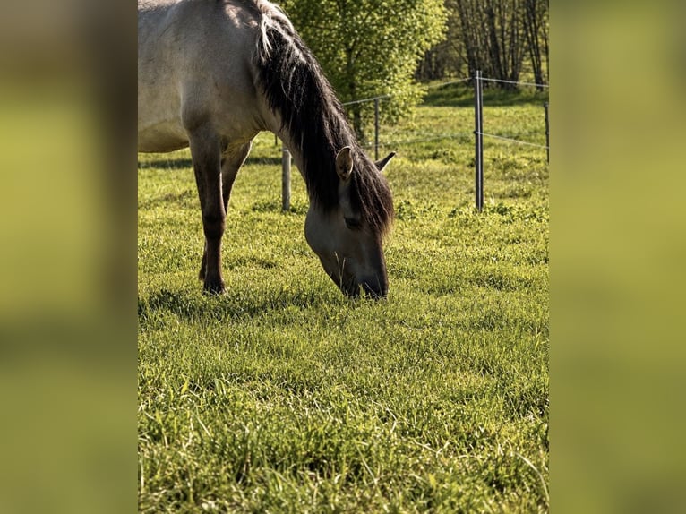 Dülmen Pony Giumenta 4 Anni 148 cm  in Grafling