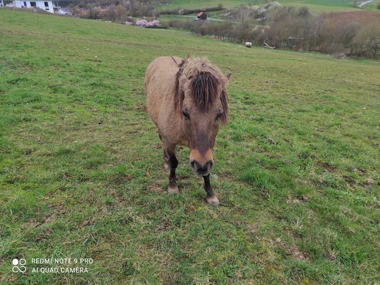 Dülmen Pony Giumenta 5 Anni in Königheim