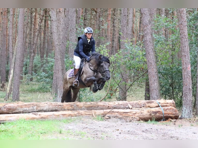 Dülmen Pony Stallone 10 Anni 138 cm Falbo in Lienen