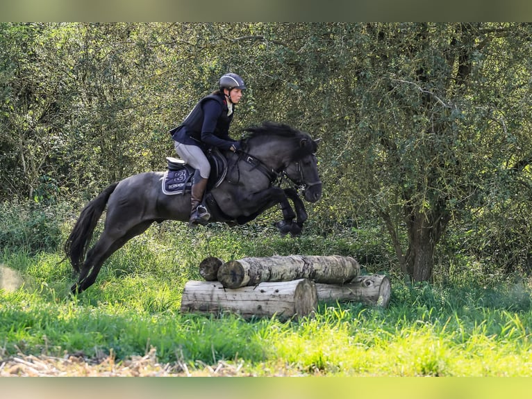 Dülmen Pony Stallone 10 Anni 138 cm Falbo in Lienen