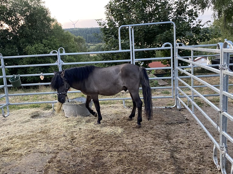 Dülmen Pony Stallone 8 Anni 125 cm Falbo in UlrichsteinUlrichstein