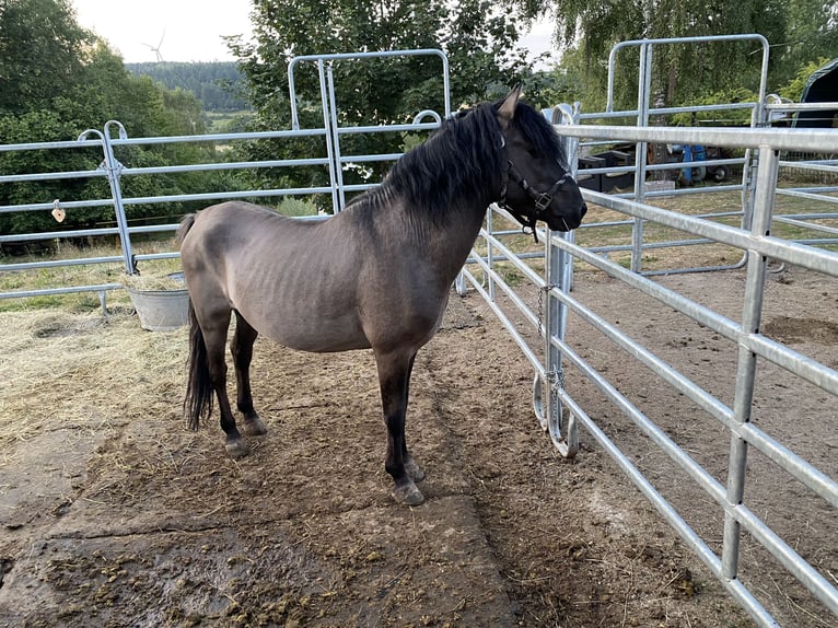 Dülmen Pony Stallone 8 Anni 125 cm Falbo in UlrichsteinUlrichstein