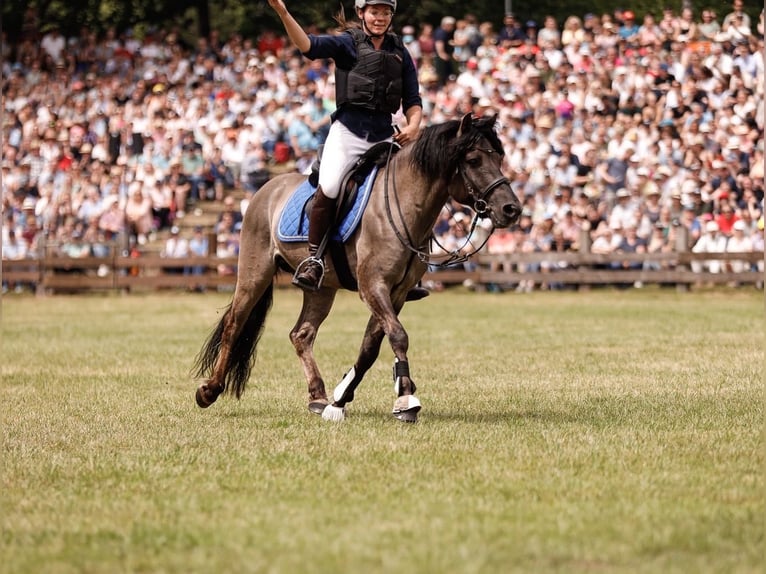Duelmen Stallion 10 years 13.2 hh Dun in Lienen