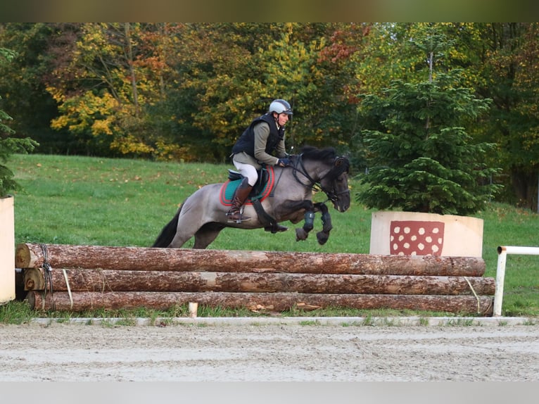 Duelmen Stallion 10 years 13,2 hh Dun in Lienen