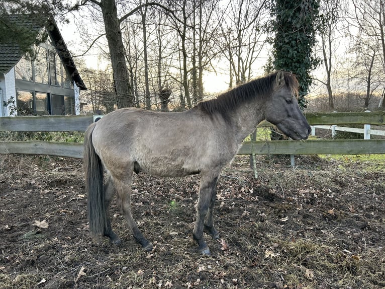 Duelmen Stallion 3 years 13,1 hh Dun in Hamminkeln