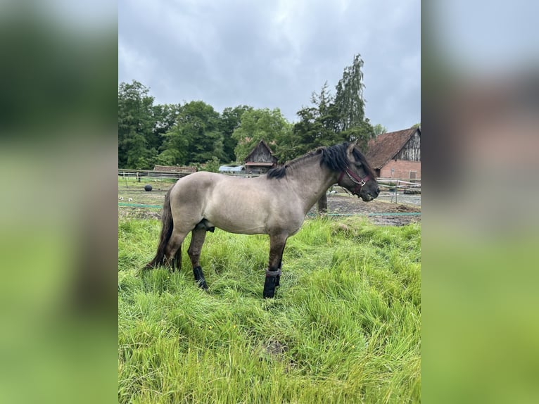 Dülmener Hengst 10 Jahre 138 cm Falbe in Lienen