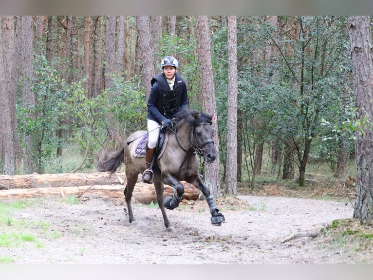 Dülmener Hengst 10 Jahre 138 cm Falbe in Lienen