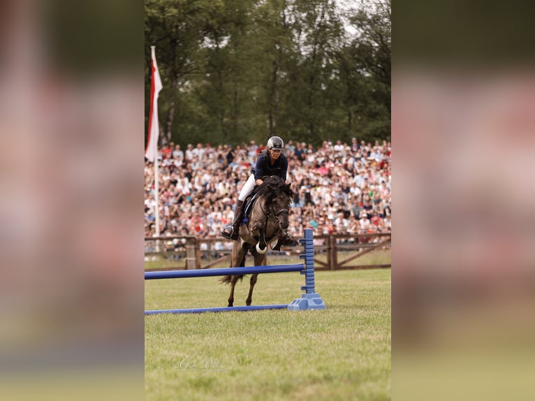 Dülmener Hengst 10 Jahre 138 cm Falbe in Lienen