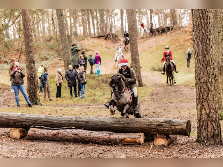 Dülmener-paard Hengst 10 Jaar 138 cm Falbe in Lienen