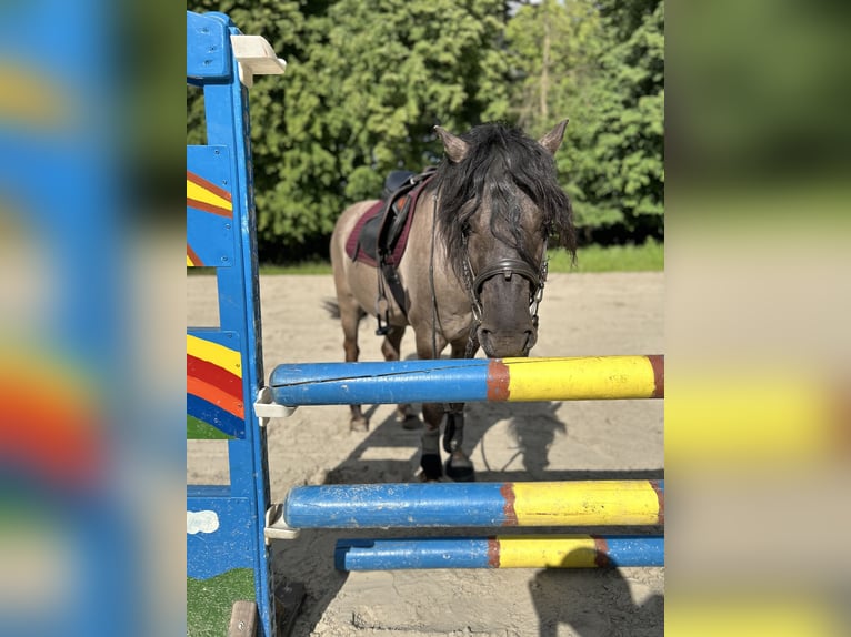 Dülmener-paard Hengst 10 Jaar 138 cm Falbe in Lienen