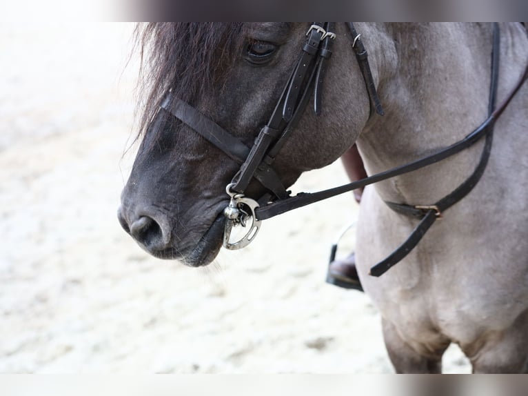 Dülmener-paard Hengst 10 Jaar 138 cm Falbe in Lienen