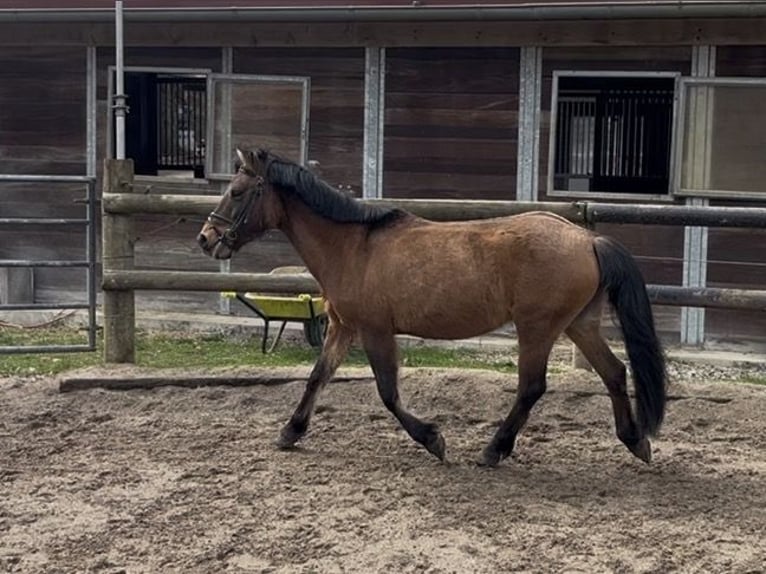 Dülmener-paard Merrie 16 Jaar 120 cm Bruin in KasseL