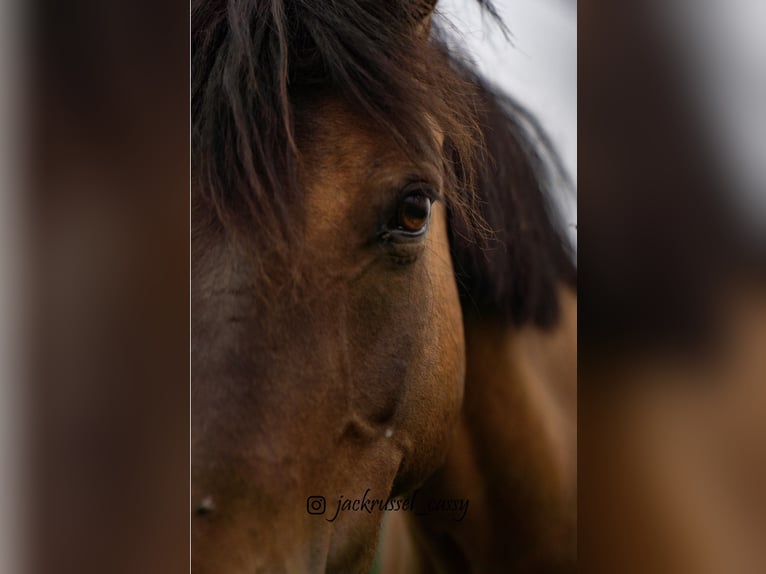 Dülmener-paard Merrie 16 Jaar 120 cm Bruin in KasseL