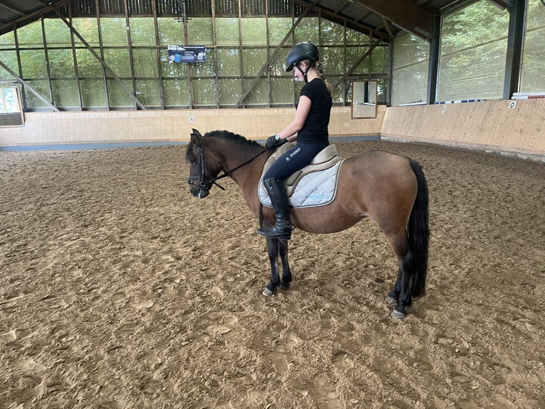 Dülmener-paard Merrie 16 Jaar 120 cm Bruin in KasseL