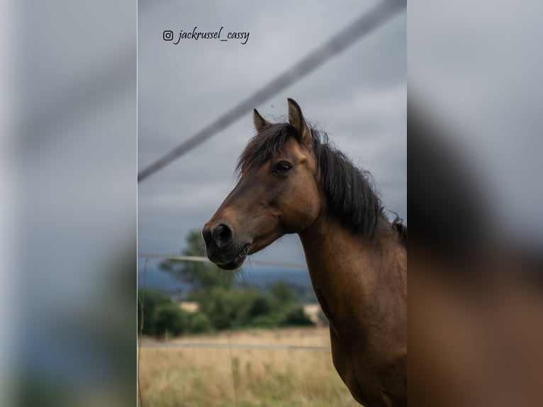 Dülmener-paard Merrie 17 Jaar 120 cm Bruin in KasseL