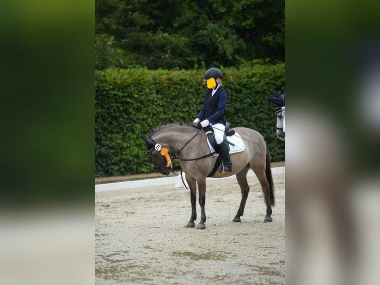 Dülmener-paard Ruin 12 Jaar 138 cm Falbe in Herborn