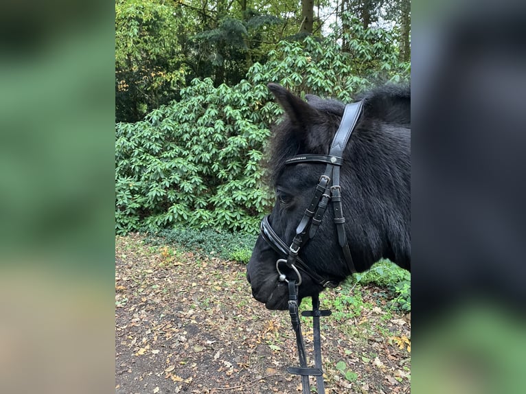Dülmener-paard Ruin 14 Jaar 133 cm Zwart in Lilienthal