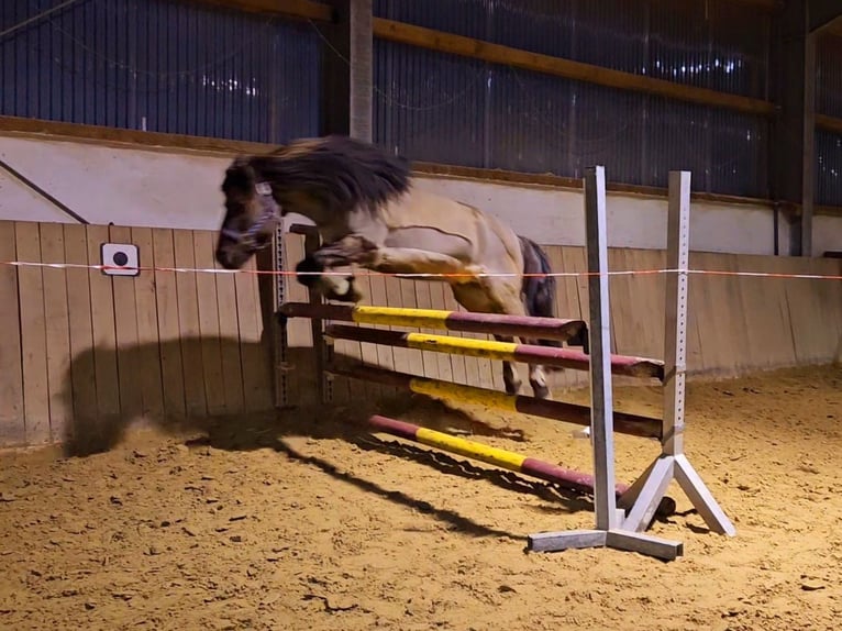 Dülmener-paard Ruin 15 Jaar 132 cm Falbe in Gevelsberg