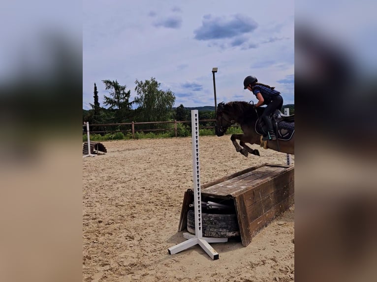 Dülmener-paard Ruin 15 Jaar 132 cm Falbe in Gevelsberg