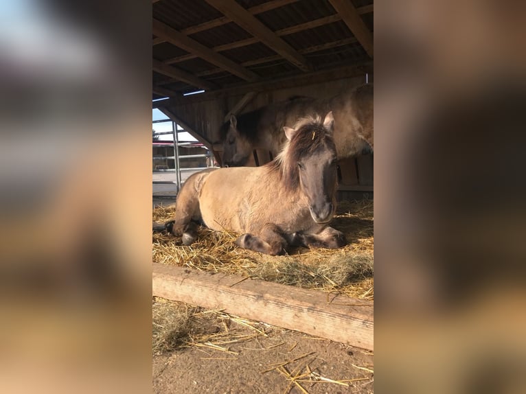 Dülmener-paard Ruin 20 Jaar 148 cm Falbe in Bondorf