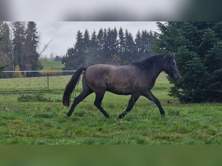Dülmener-paard Ruin 4 Jaar 145 cm Falbe in Maxsain