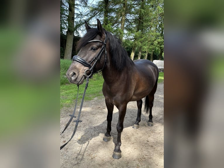 Dülmener-paard Ruin 6 Jaar 137 cm Zwartbruin in Dorsten