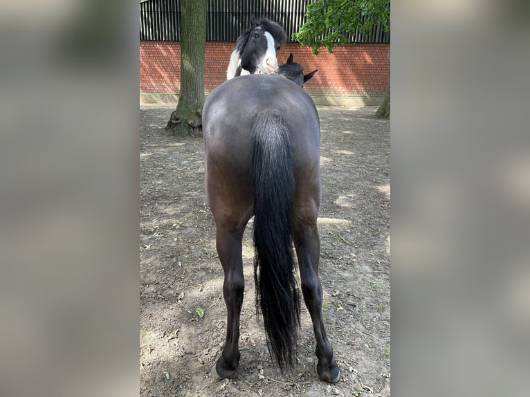Dülmener-paard Ruin 6 Jaar 137 cm Zwartbruin in Dorsten