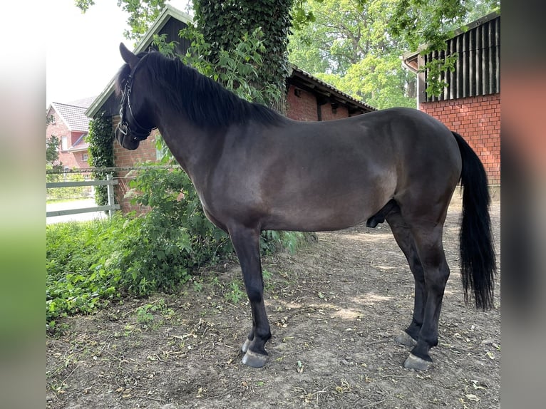 Dülmener-paard Ruin 6 Jaar 137 cm Zwartbruin in Dorsten