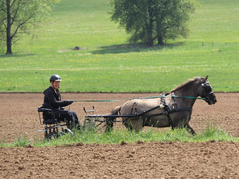 Dülmener-paard Ruin 7 Jaar 135 cm in Lüdenscheid