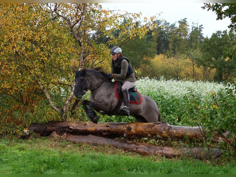 Dülmener Wallach 10 Jahre 138 cm Falbe in Lienen
