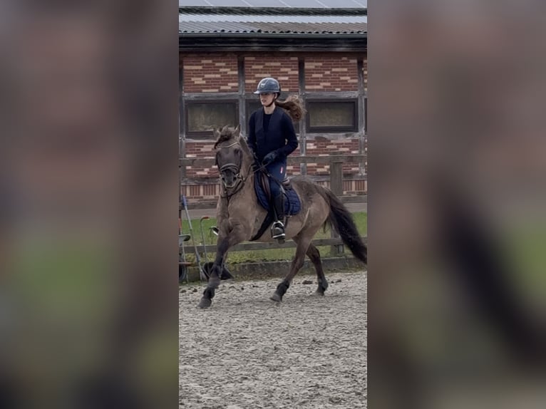 Dülmener Wallach 11 Jahre 136 cm Falbe in Friesoythe