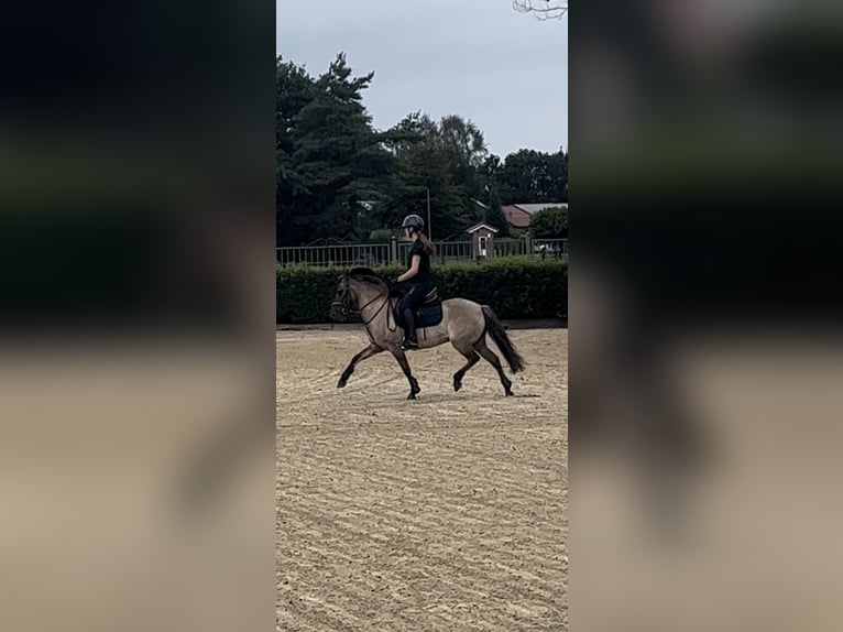 Dülmener Wallach 11 Jahre 136 cm Falbe in Friesoythe