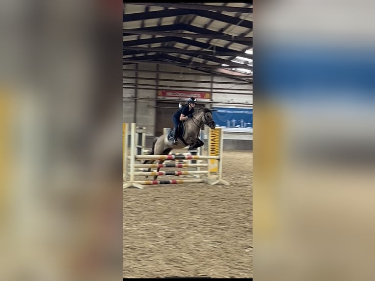 Dülmener Wallach 11 Jahre 136 cm Falbe in Friesoythe