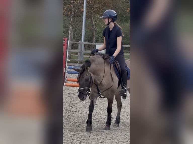 Dülmener Wallach 11 Jahre 136 cm Falbe in Friesoythe