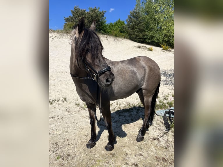 Dülmener Wallach 11 Jahre 136 cm Falbe in Friesoythe