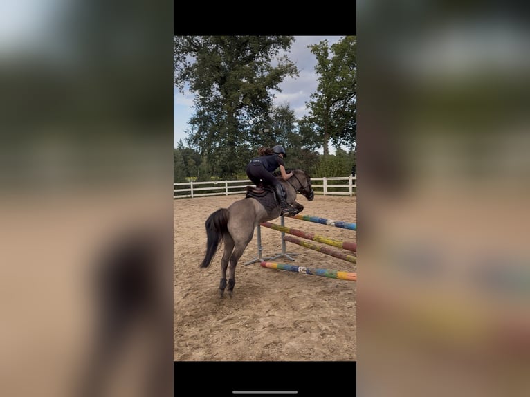 Dülmener Wallach 12 Jahre 136 cm Falbe in Friesoythe