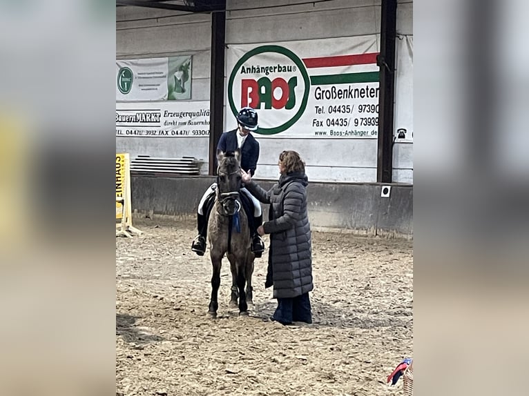 Dülmener Wallach 12 Jahre 136 cm Falbe in Friesoythe