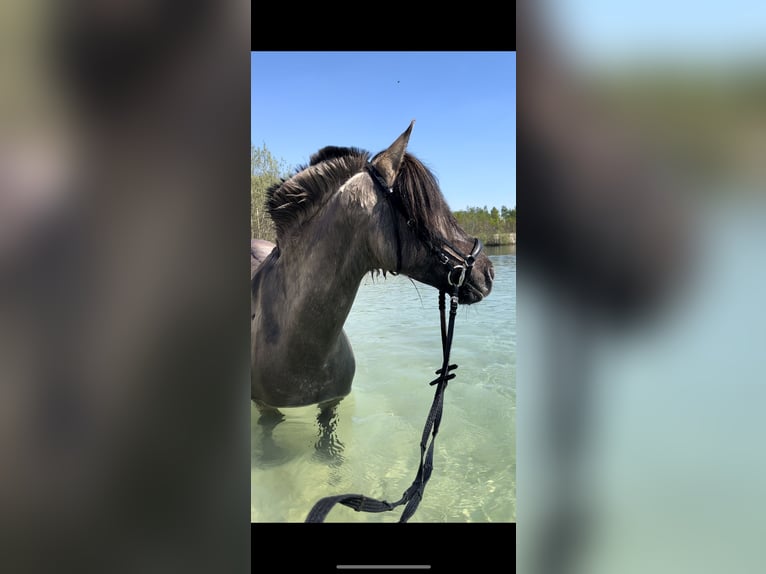 Dülmener Wallach 12 Jahre 136 cm Falbe in Friesoythe