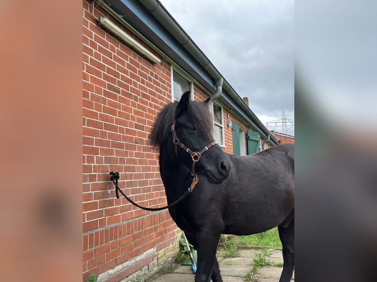 Dülmener Wallach 14 Jahre 133 cm Rappe in Lilienthal