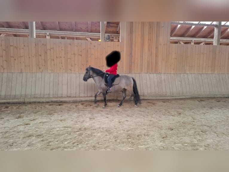 Dülmener Wallach 16 Jahre 130 cm Falbe in Stamsried