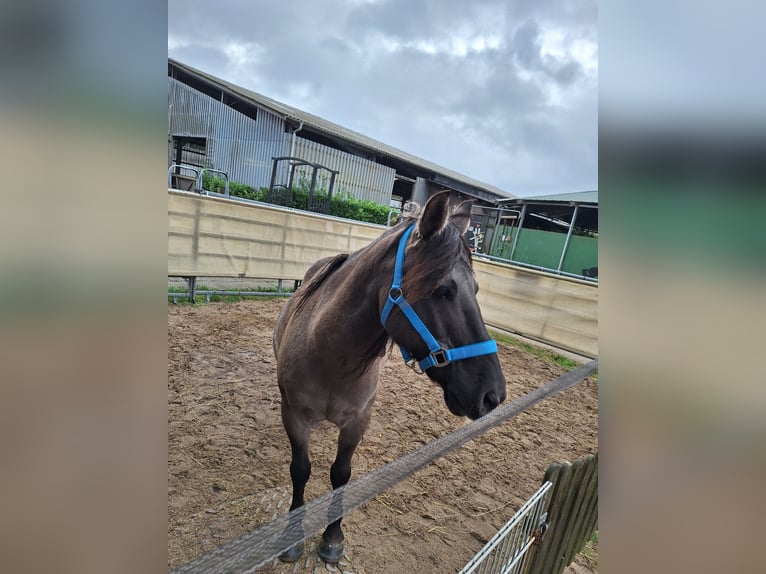 Dülmener Wallach 17 Jahre 135 cm Falbe in Norderstedt