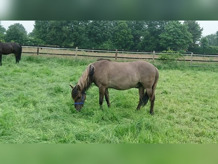 Dülmener Wallach 17 Jahre 135 cm Falbe in Norderstedt
