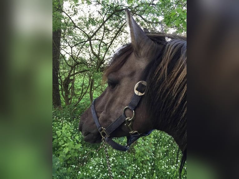 Dülmener Wallach 17 Jahre 135 cm Falbe in Norderstedt