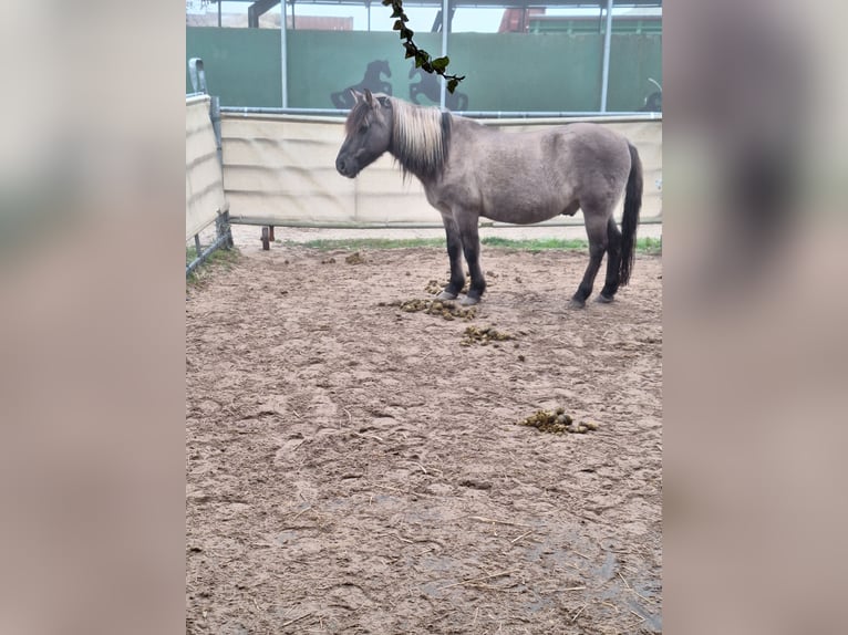 Dülmener Wallach 17 Jahre 135 cm Falbe in Norderstedt